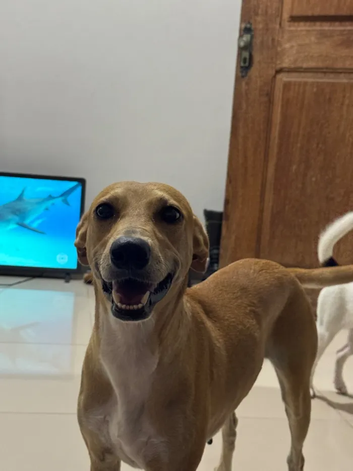 Cachorro raça SRD-ViraLata idade 3 anos nome Lua