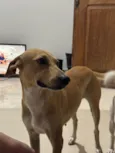 Lua