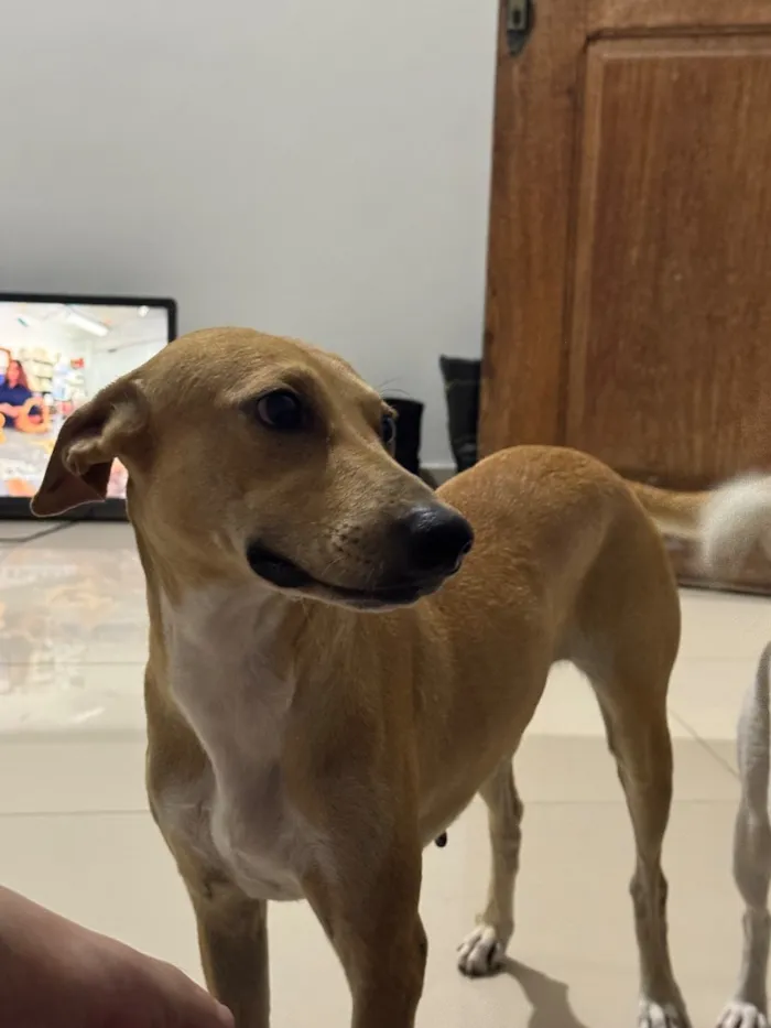 Cachorro raça SRD-ViraLata idade 3 anos nome Lua