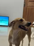 Lua