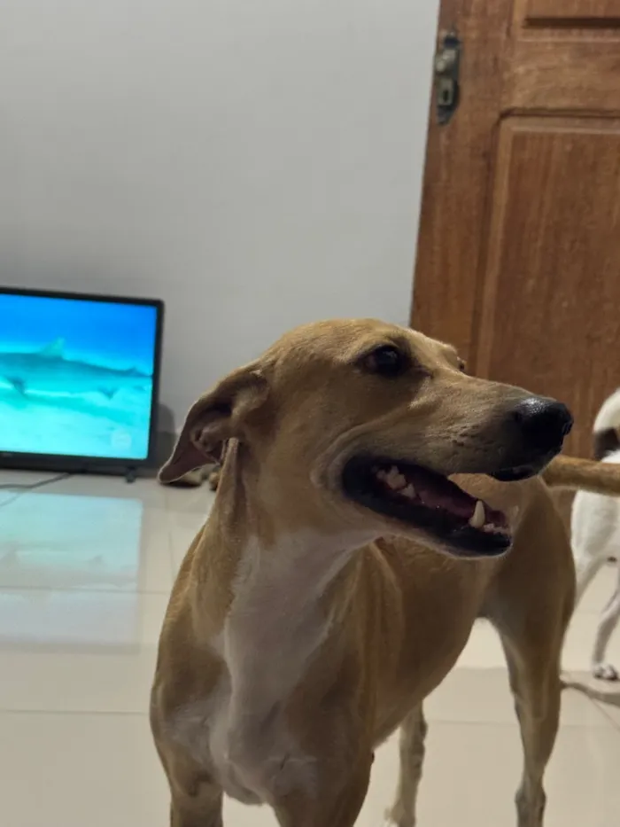 Cachorro raça SRD-ViraLata idade 3 anos nome Lua