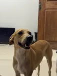 Lua