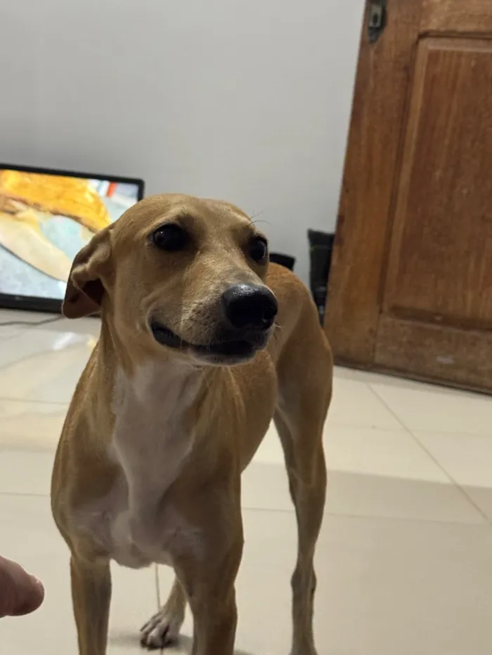 Cachorro raça SRD-ViraLata idade 3 anos nome Lua