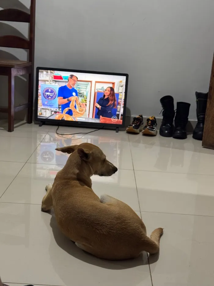 Cachorro raça SRD-ViraLata idade 3 anos nome Lua
