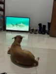 Lua