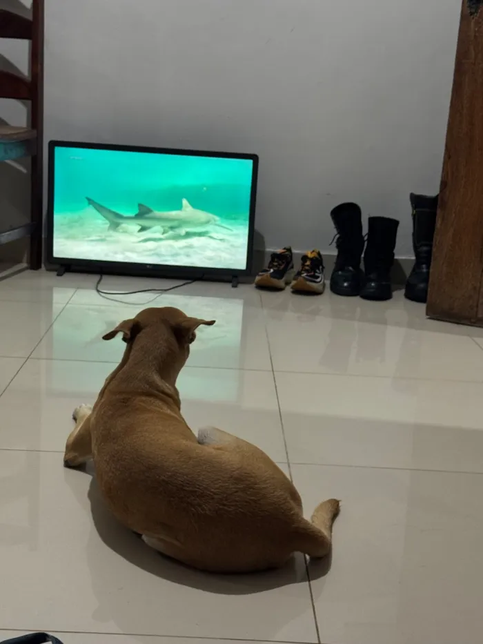 Cachorro raça SRD-ViraLata idade 3 anos nome Lua