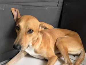 Cachorro raça SRD-ViraLata idade 3 anos nome Lua