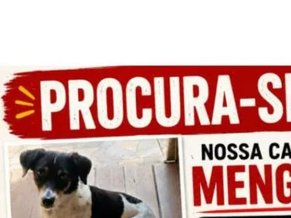Cachorro raça SRD-ViraLata idade 6 ou mais anos nome Mengol
