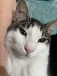 Dobby