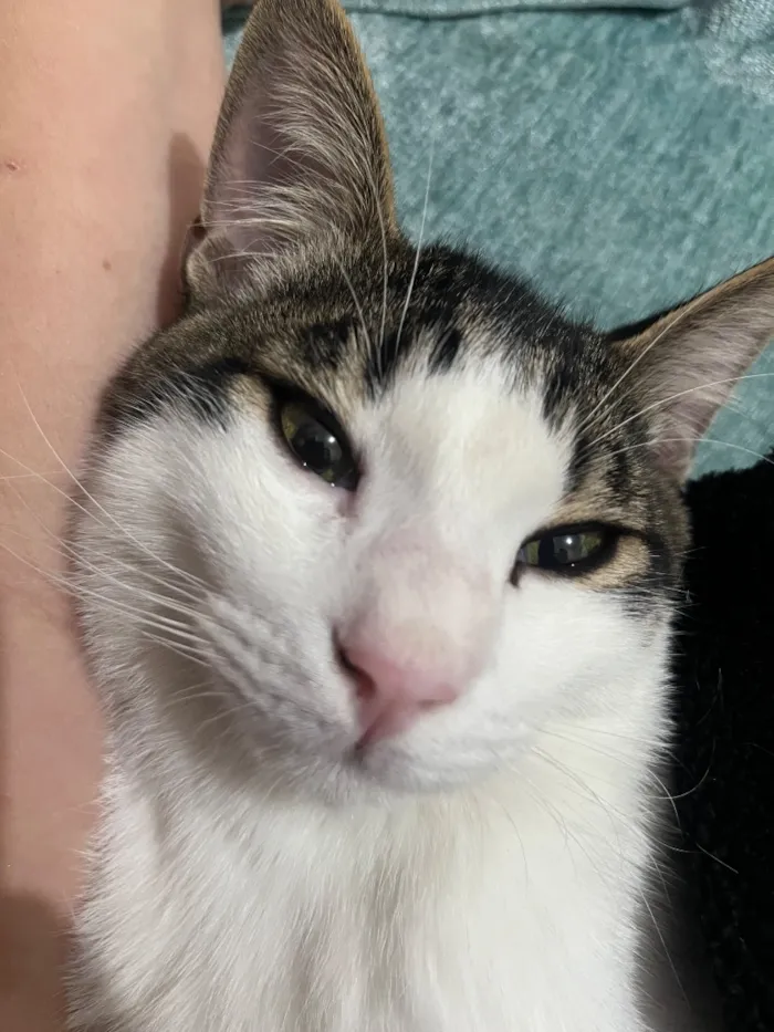 Gato raça SRD-ViraLata idade 7 a 11 meses nome Dobby