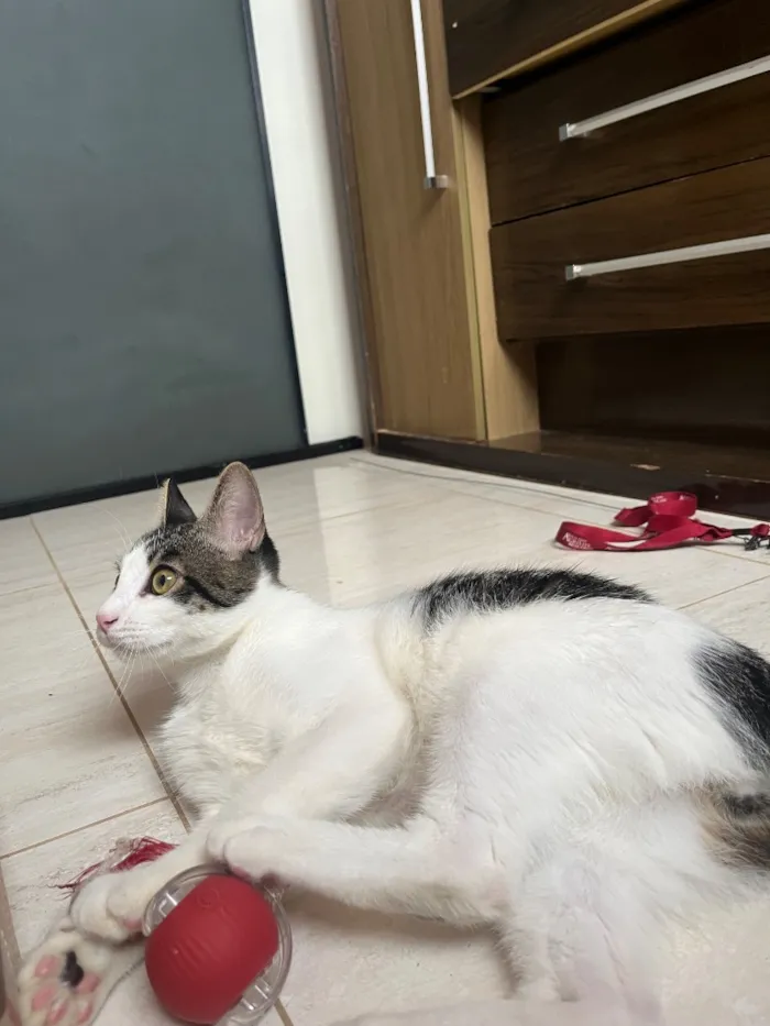 Gato raça SRD-ViraLata idade 7 a 11 meses nome Dobby
