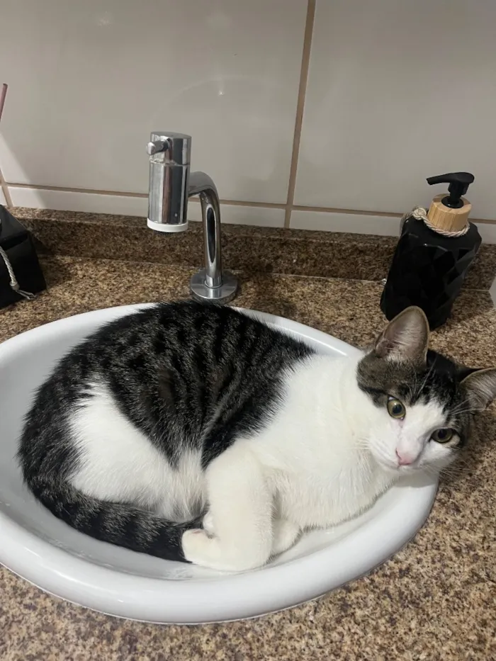 Gato raça SRD-ViraLata idade 7 a 11 meses nome Dobby