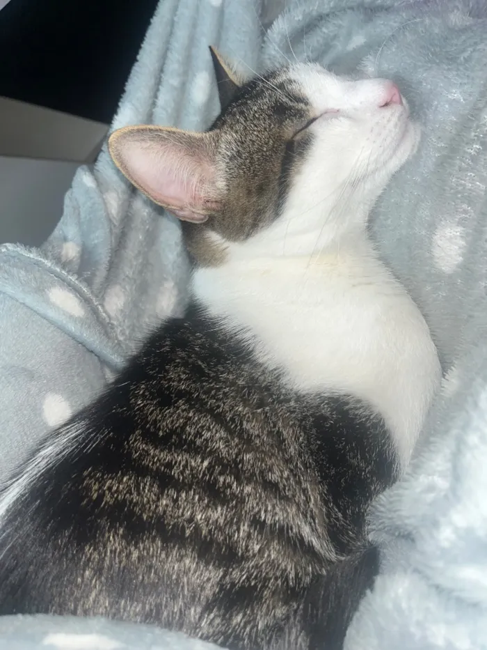 Gato raça SRD-ViraLata idade 7 a 11 meses nome Dobby