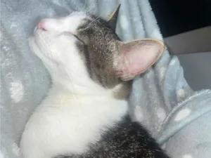 Gato raça SRD-ViraLata idade 7 a 11 meses nome Dobby