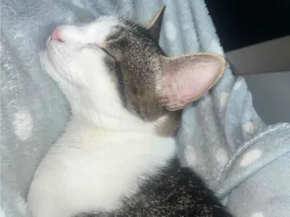Gato raça SRD-ViraLata idade 7 a 11 meses nome Dobby