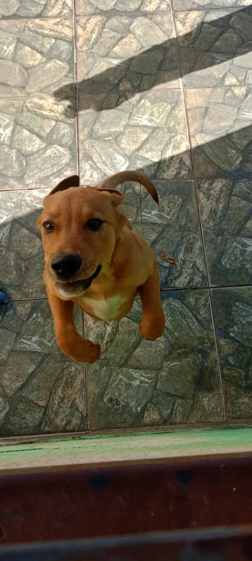 Cachorro raça SRD-ViraLata idade 2 a 6 meses nome Paçoca