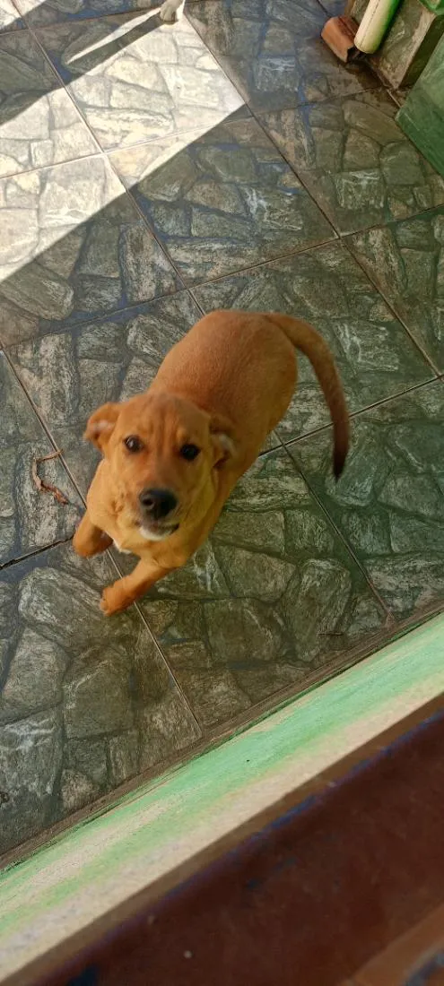 Cachorro raça SRD-ViraLata idade 2 a 6 meses nome Paçoca