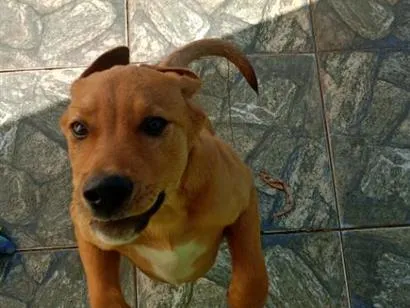 Cachorro raça SRD-ViraLata idade 2 a 6 meses nome Paçoca
