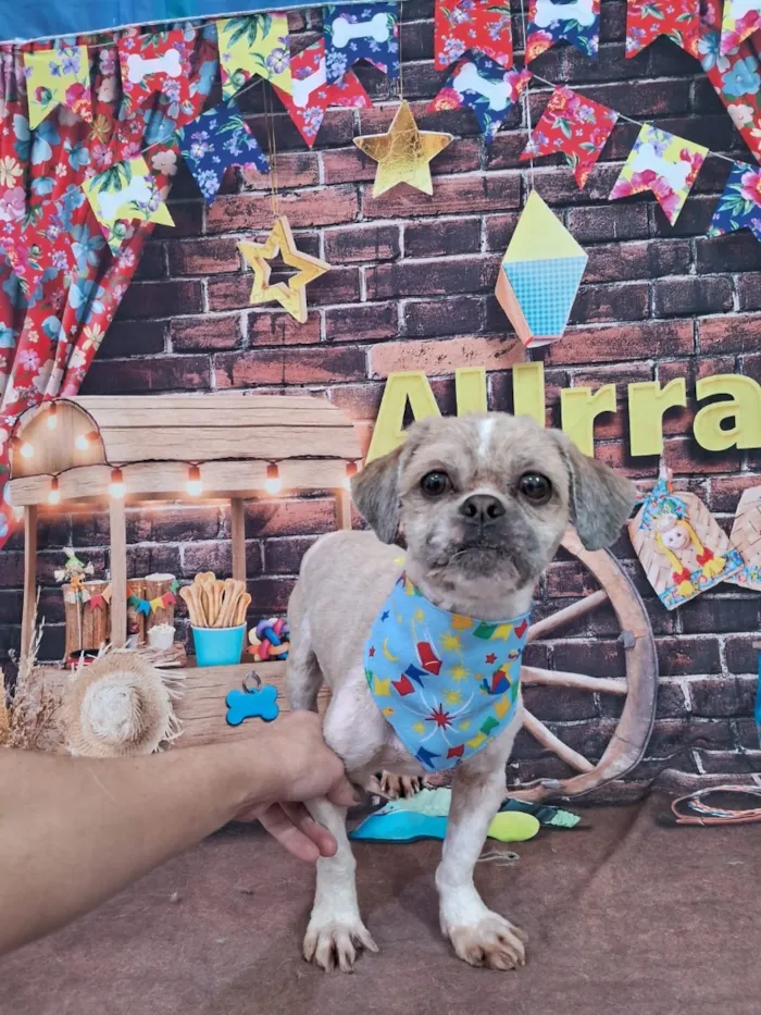 Cachorro raça Shitzu idade 2 anos nome Thor 