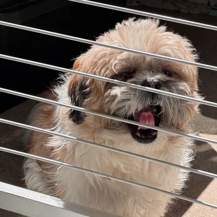 Cachorro raça Shitzu idade 2 anos nome Thor 