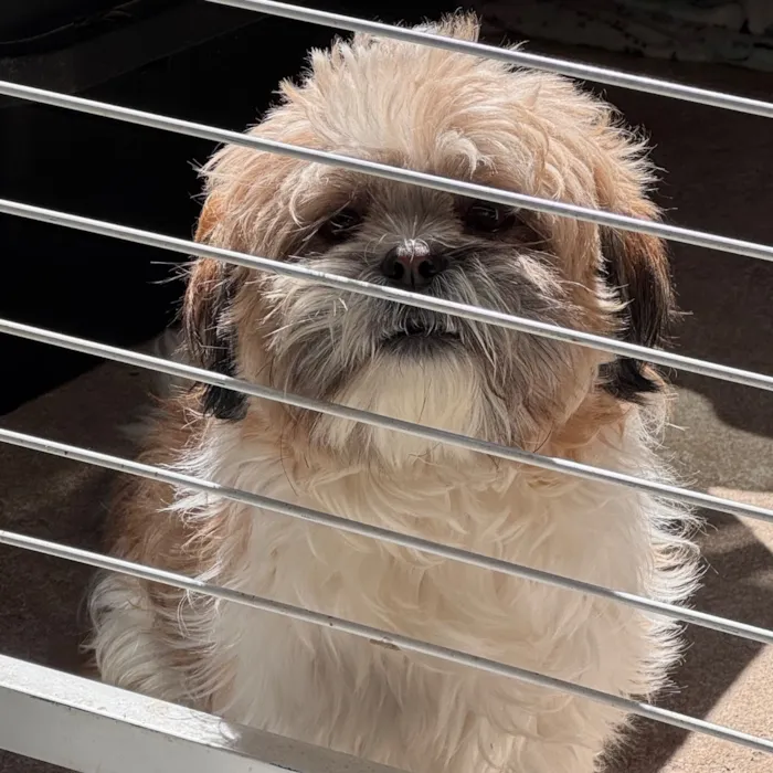 Cachorro raça Shitzu idade 2 anos nome Thor 