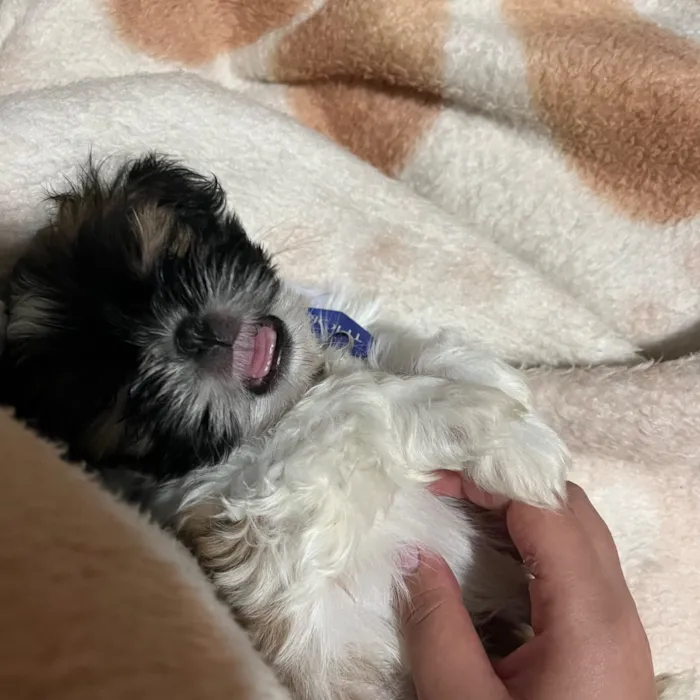 Cachorro raça Shitzu idade 2 anos nome Thor 