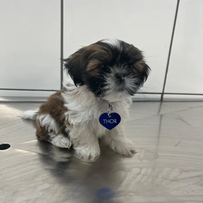 Cachorro raça Shitzu idade 2 anos nome Thor 