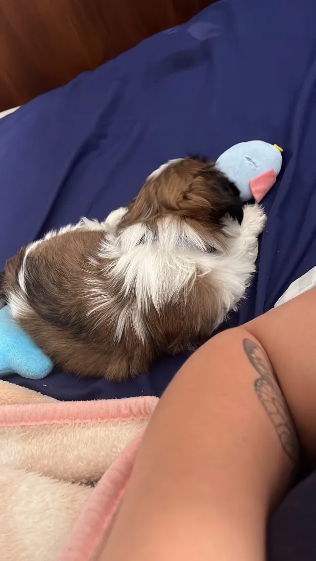 Cachorro raça Shitzu idade 2 anos nome Thor 