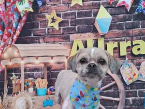 Cachorro raça Shitzu idade 2 anos nome Thor 
