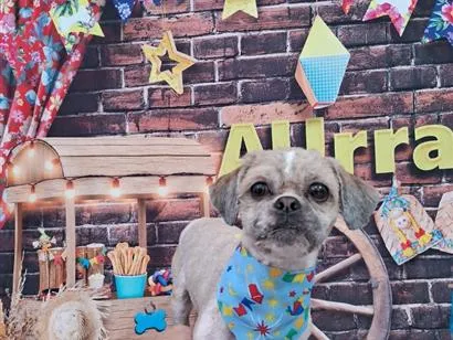 Cachorro raça Shitzu idade 2 anos nome Thor 