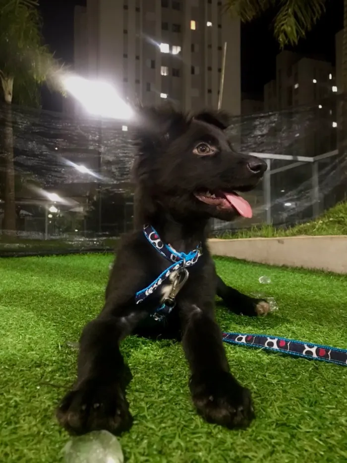 Cachorro raça SRD-ViraLata idade 7 a 11 meses nome Luck