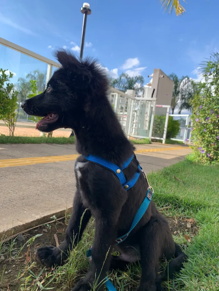 Cachorro raça SRD-ViraLata idade 7 a 11 meses nome Luck