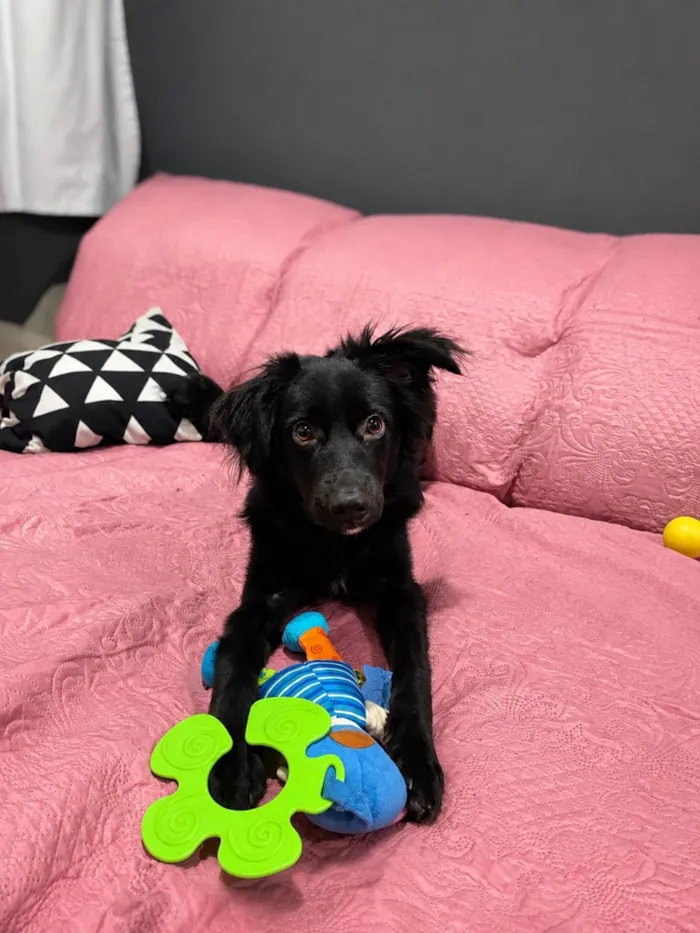Cachorro raça SRD-ViraLata idade 7 a 11 meses nome Luck