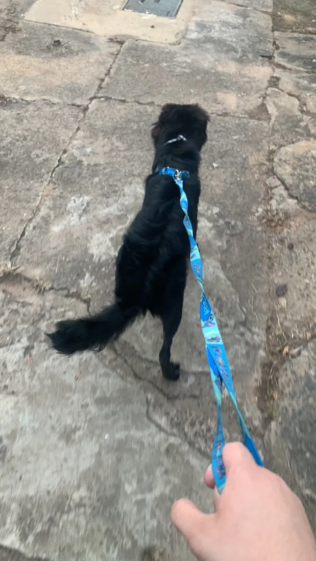Cachorro raça SRD-ViraLata idade 7 a 11 meses nome Luck