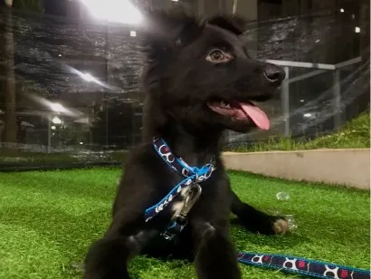 Cachorro raça SRD-ViraLata idade 7 a 11 meses nome Luck
