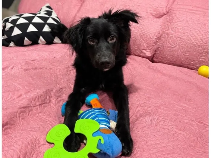 Cachorro raça SRD-ViraLata idade 7 a 11 meses nome Luck