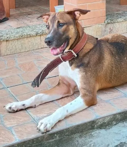 Cachorro raça SRD-ViraLata idade 7 a 11 meses nome Malik