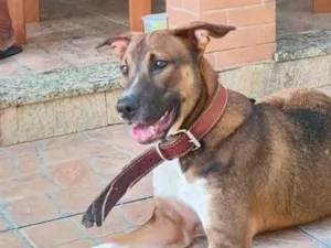 Cachorro raça SRD-ViraLata idade 7 a 11 meses nome Malik