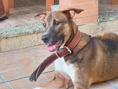 Cachorro raça SRD-ViraLata idade 7 a 11 meses nome Malik