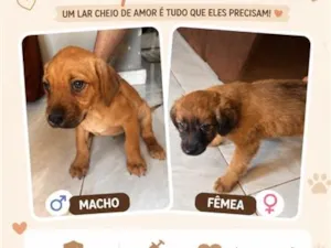 Cachorro raça SRD-ViraLata idade Abaixo de 2 meses nome Cachorro 