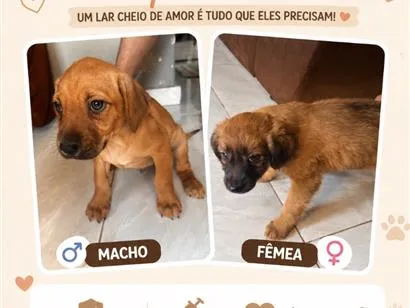 Cachorro raça SRD-ViraLata idade Abaixo de 2 meses nome Cachorro 