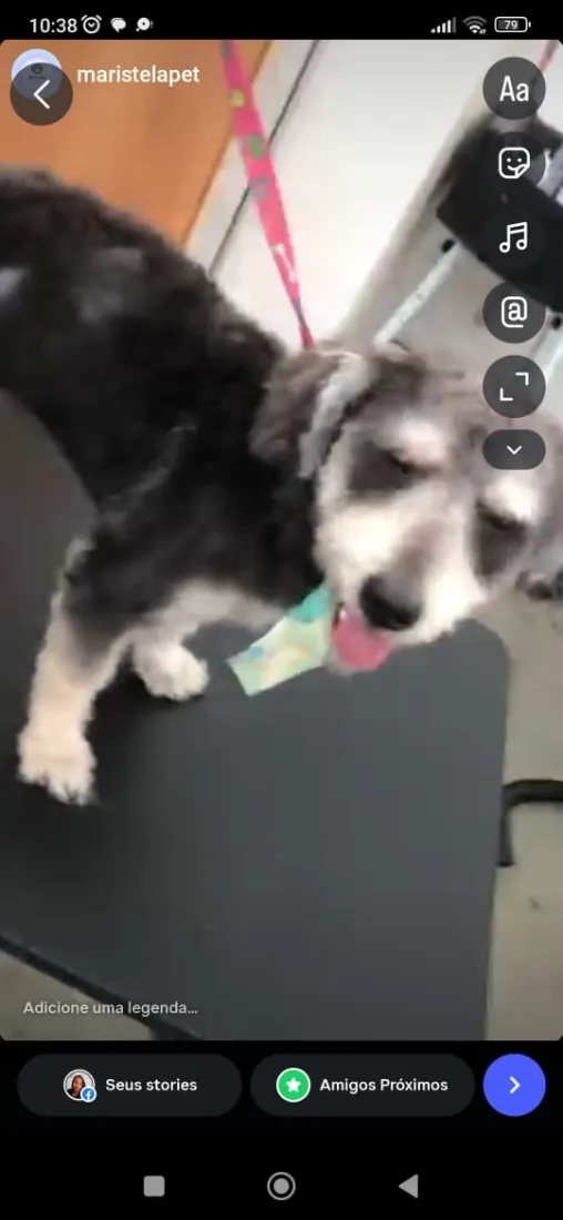 Cachorro raça SRD-ViraLata idade 2 anos nome Lucky