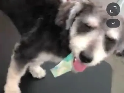 Cachorro raça SRD-ViraLata idade 2 anos nome Lucky