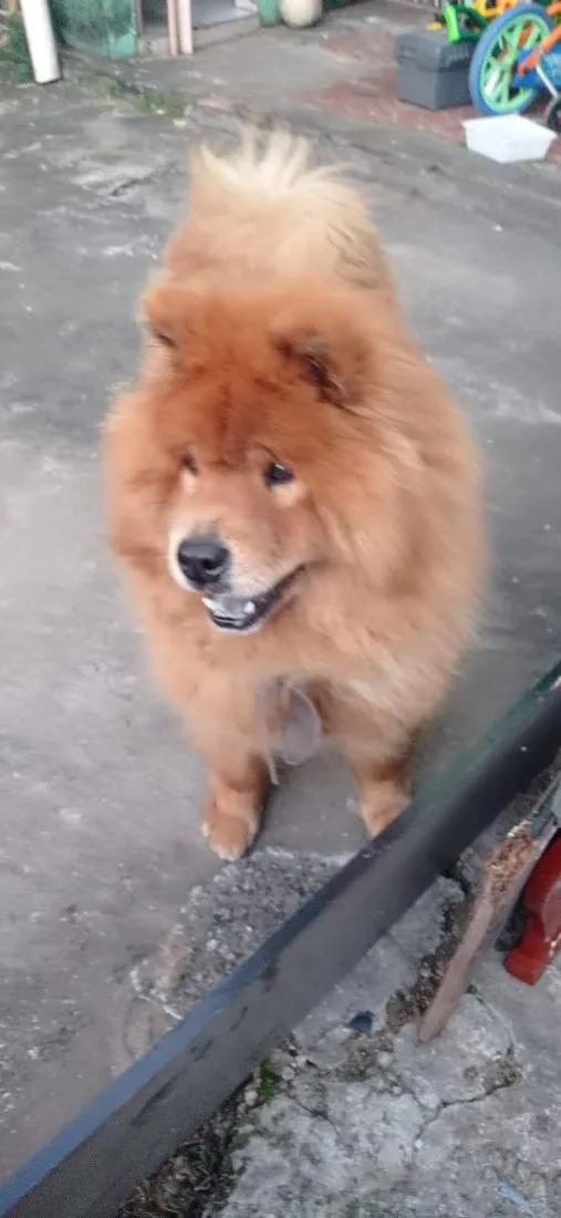 Cachorro raça SRD-ViraLata idade 4 anos nome Red