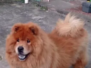 Cachorro raça SRD-ViraLata idade 4 anos nome Red