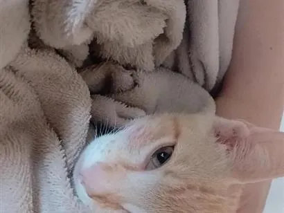 Gato raça SRD-ViraLata idade 2 a 6 meses nome gato 