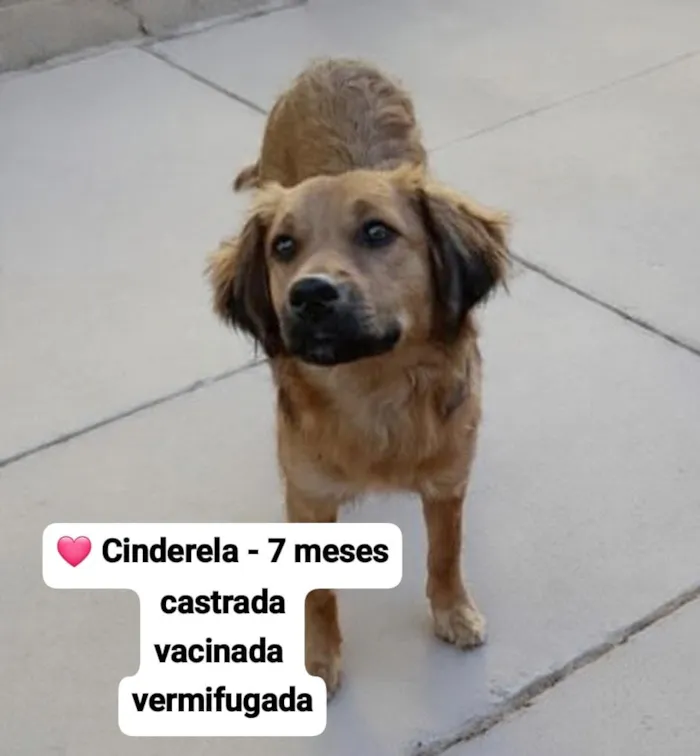 Cachorro raça SRD-ViraLata idade 7 a 11 meses nome Cinderela