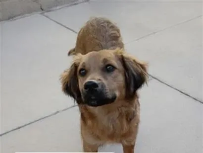 Cachorro raça SRD-ViraLata idade 7 a 11 meses nome Cinderela