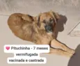 Pituchinha