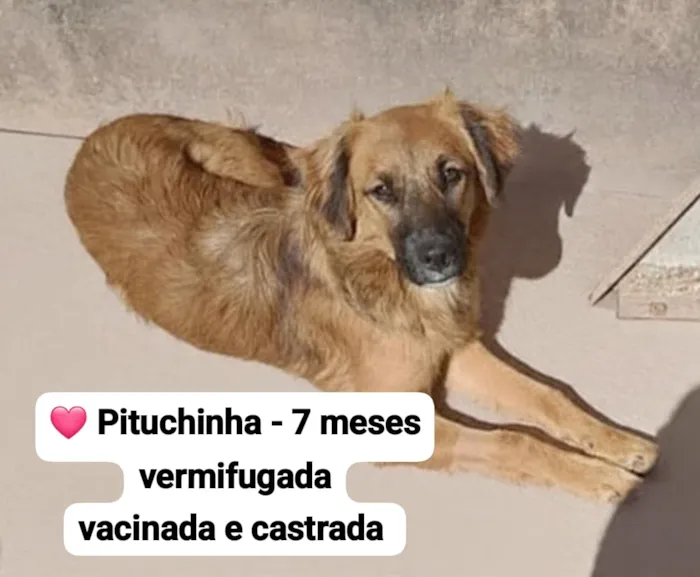 Cachorro raça SRD-ViraLata idade 7 a 11 meses nome Pituchinha